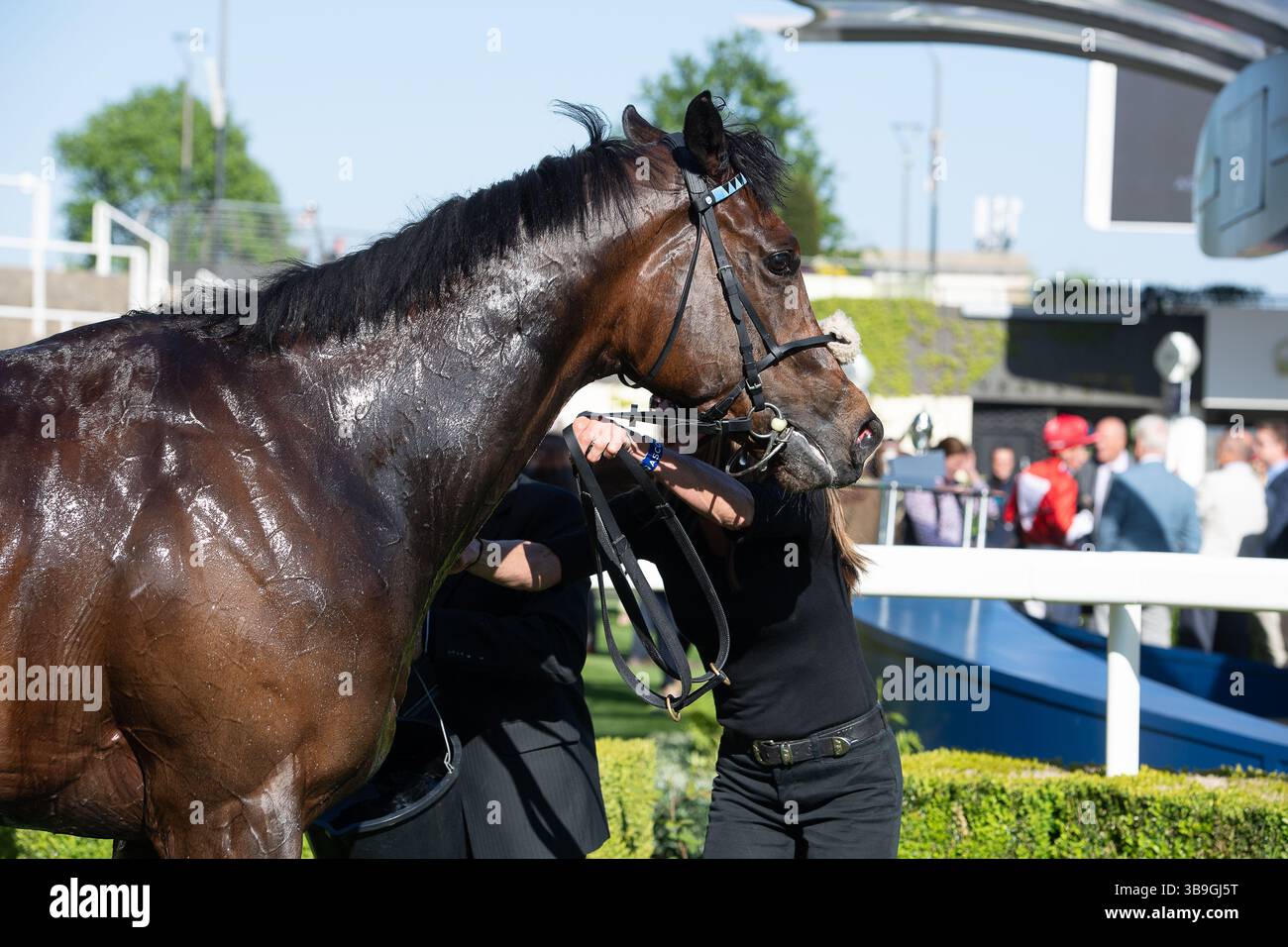Ascot, Royaume-Uni. 9 mai 2025. Horse Toby Tops monté par le jockey Morgan Cole remporte le Peroni Nastro Azzurro 0,0% Apprentice handicap Stakes, Class 4, GBBPlus Race à Ascot Racecourse dans le Berkshire au Peroni Nastro Azzurro 0,0% Friday Raceday. Propriétaire M. Paul Goonan, entraîneur Dylan Cunha, Newmarket, éleveur Curie Monceaux/Rifa Mustang. Crédit : Maureen McLean/Alamy Live News Banque D'Images