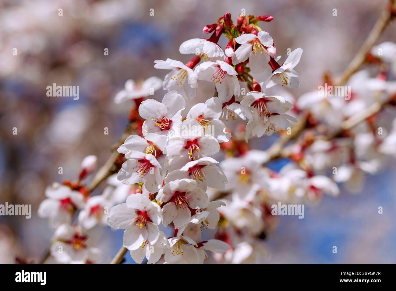 Branches avec des fleurs de cerisier de la cerise à feuilles fendues, Prunus incisa Thunb. Banque D'Images