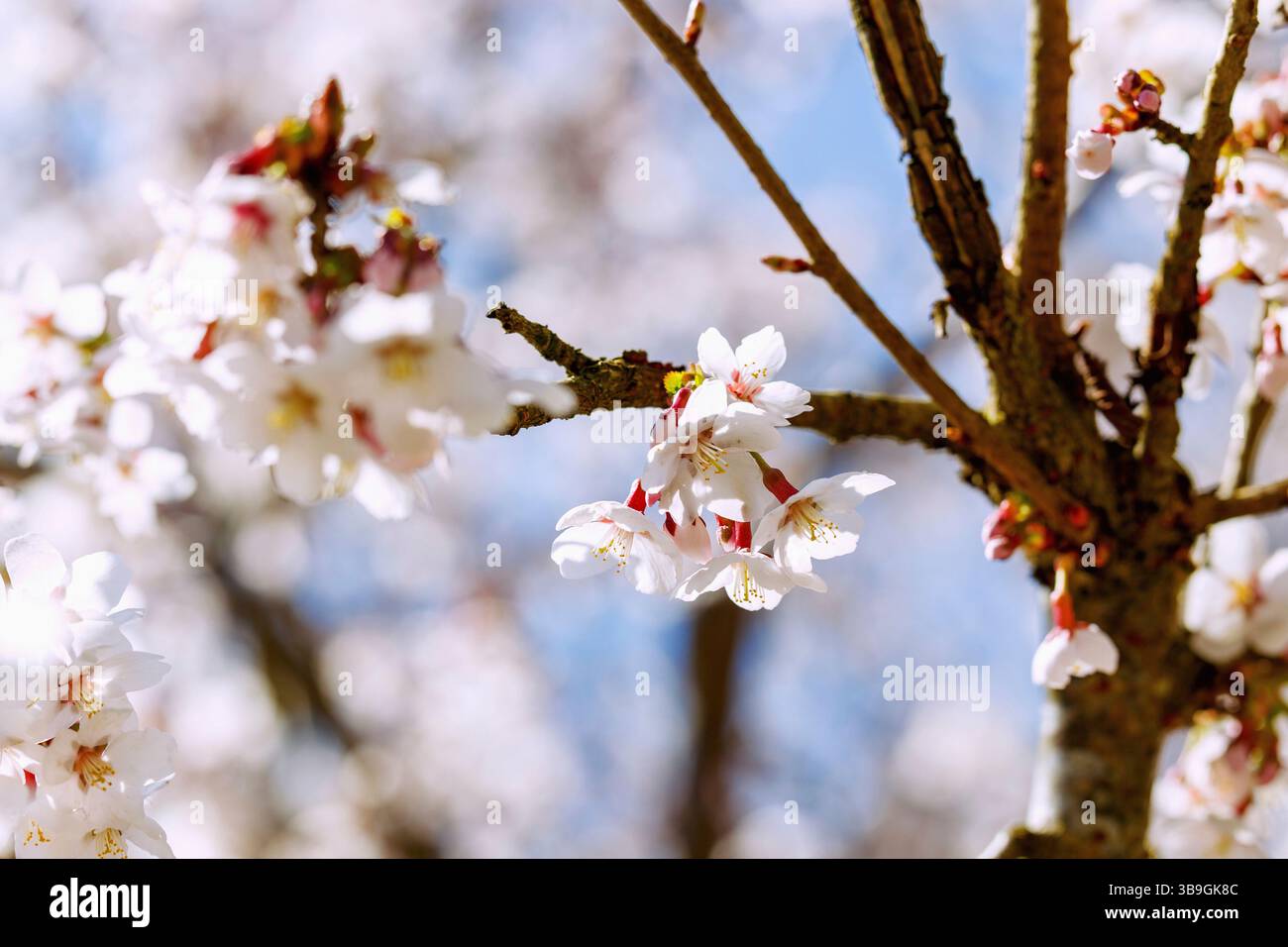 Branches avec des fleurs de cerisier de la cerise à feuilles fendues, Prunus incisa Thunb. Banque D'Images