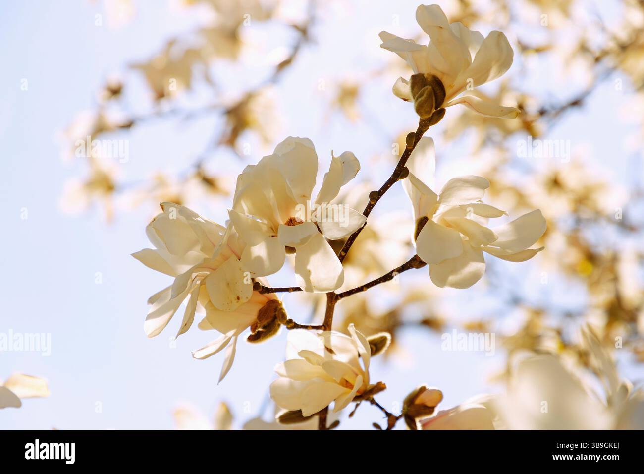 Branches avec fleurs de magnolia du magnolia Loebner, Magnolia x loebneri Merrill Banque D'Images