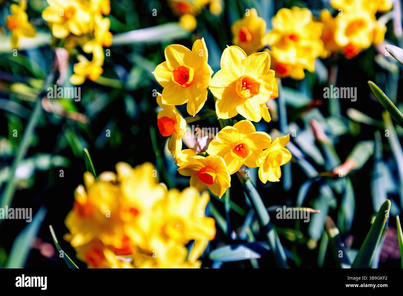 Hybride jonquille fleurie, hybride Narcissus tazetta, Grand Soleil d'Or Banque D'Images