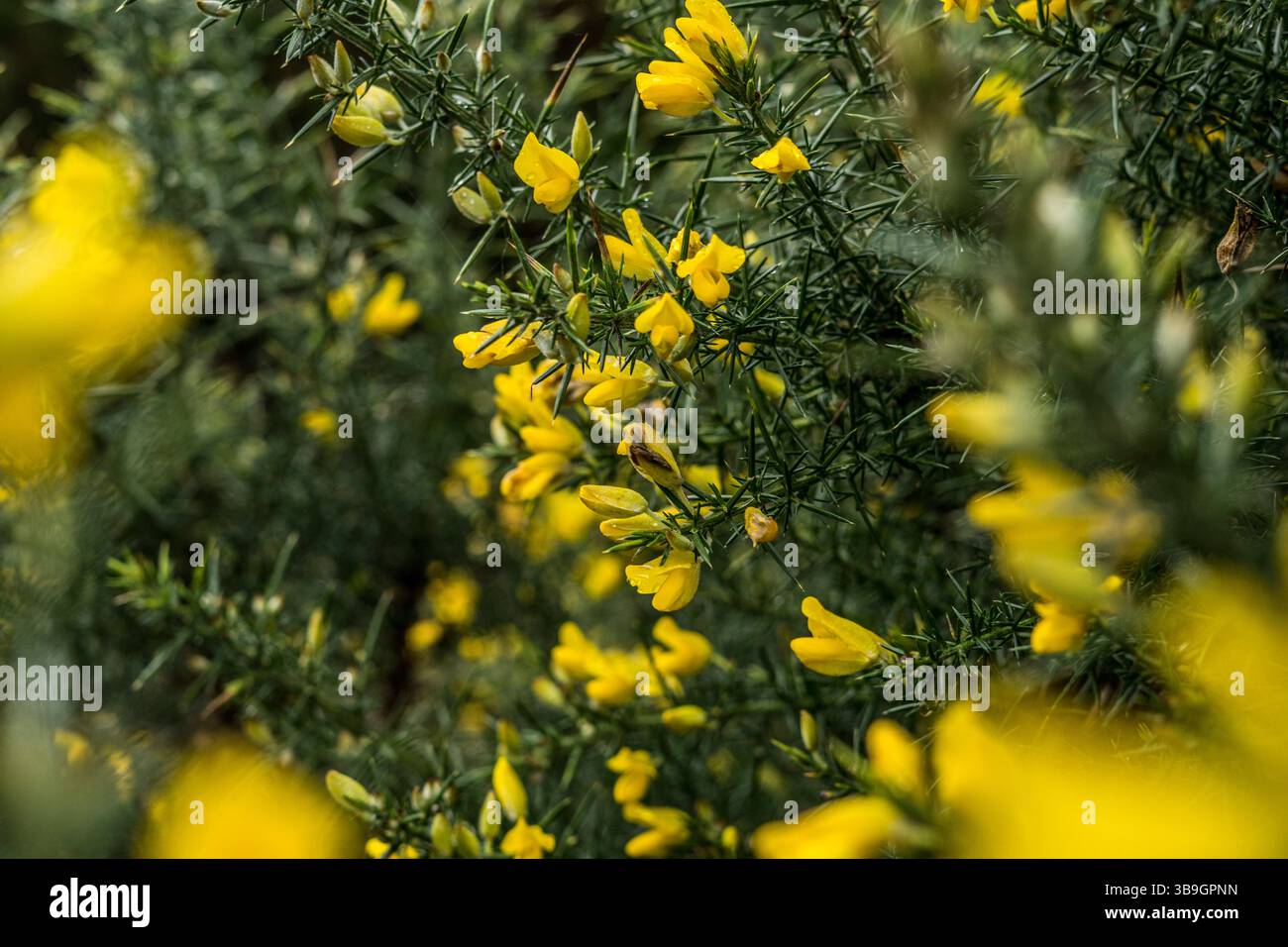 Gorse dans la vallée d'Inagh, comté de Galway, Irlande Banque D'Images