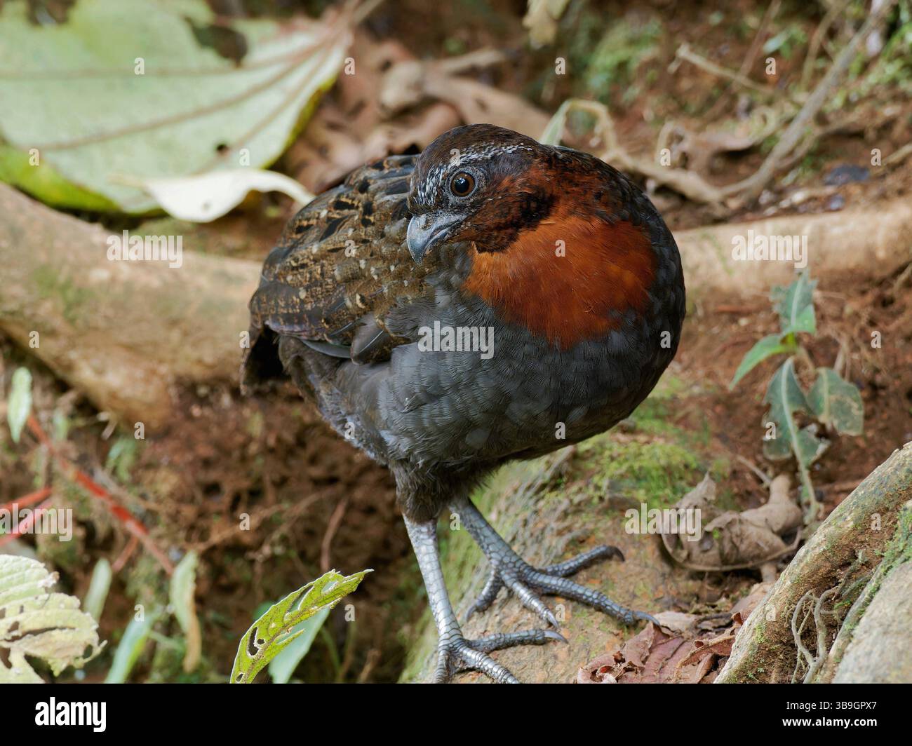 Caille croisée rousse Banque D'Images