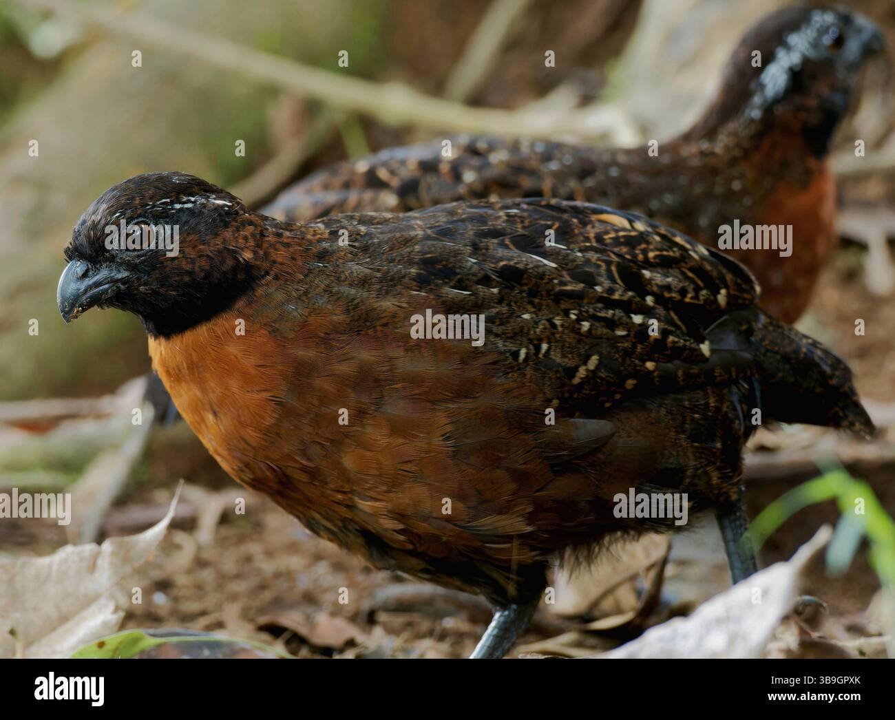 Caille croisée rousse Banque D'Images