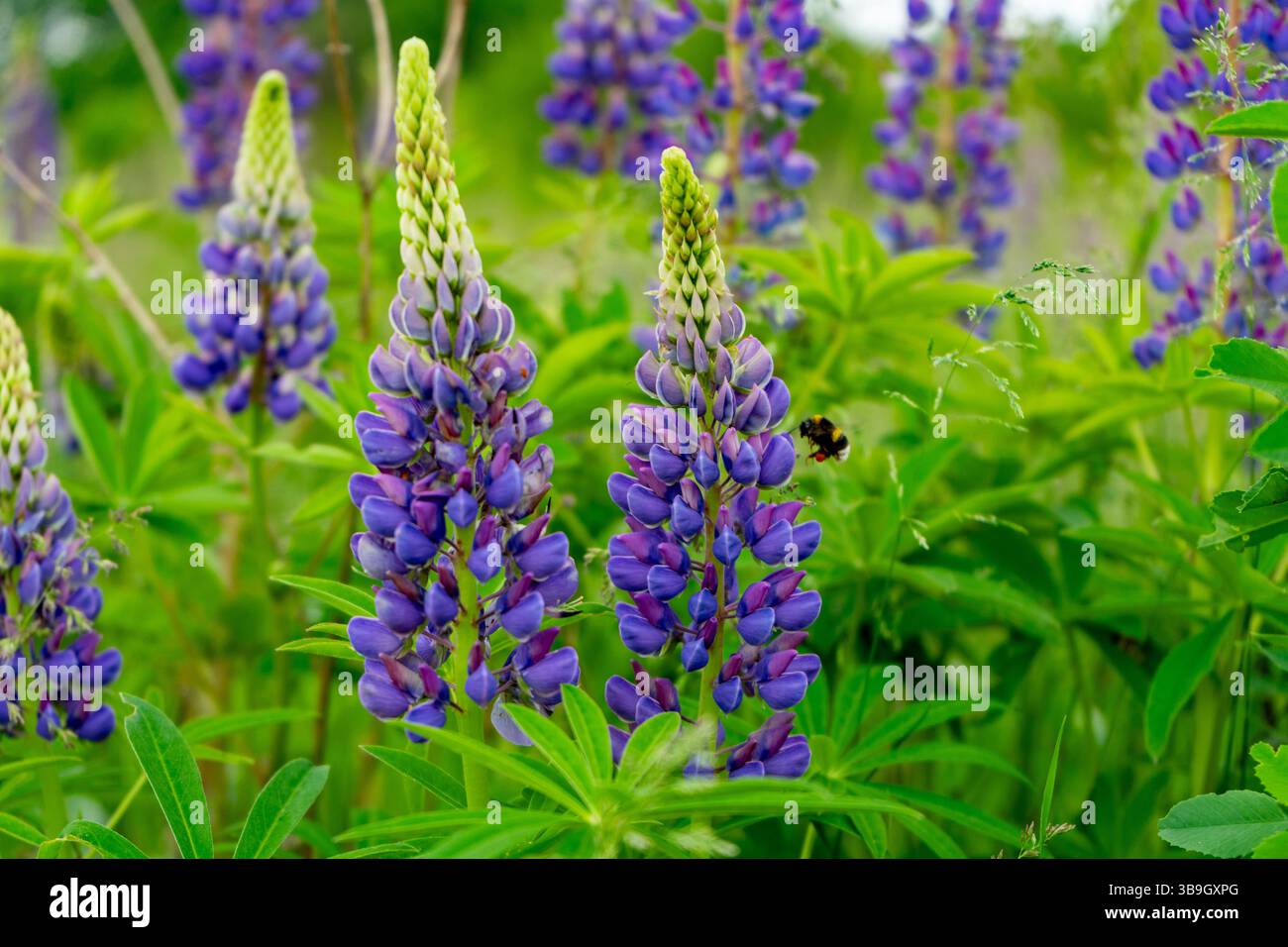 Un amas de fleurs de lupin violettes se dresse haut dans un champ verdoyant. Les abeilles bourdonnent vie à ce cadre paisible sous la lumière du jour. Nature Banque D'Images