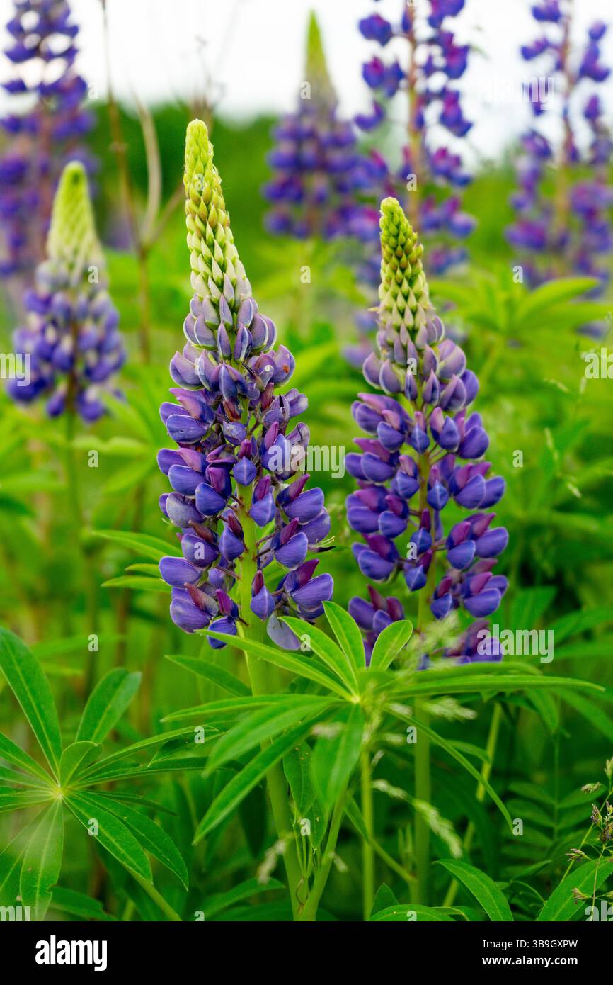 Les fleurs de lupin violettes vibrantes se dressent hautes dans un champ vert luxuriant. Les fleurs lumineuses créent un contraste saisissant sur fond de ciel clair et g. Banque D'Images