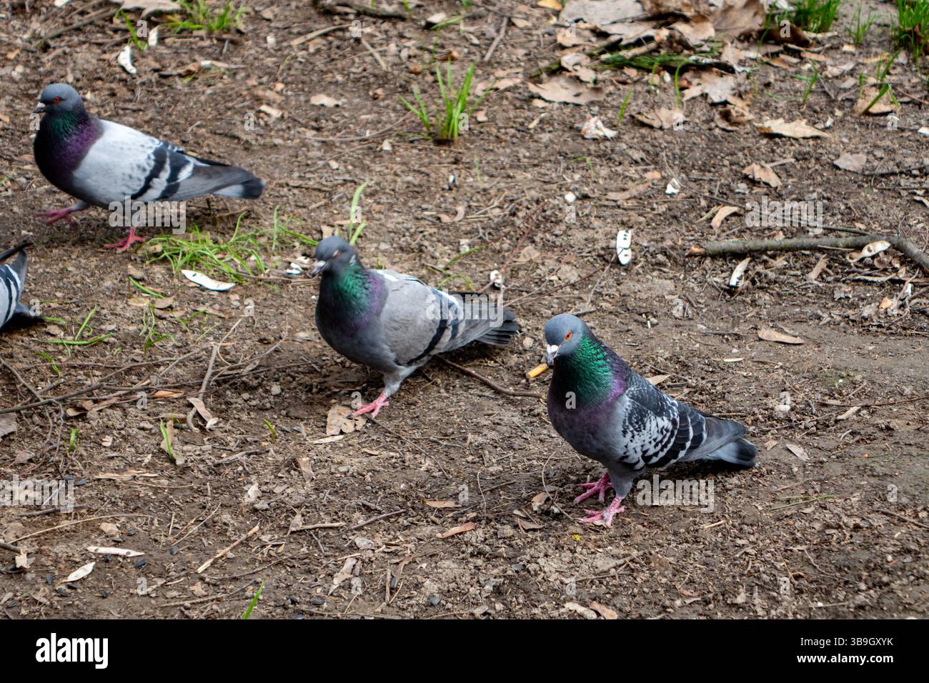 Plusieurs pigeons sont vus en train de se nourrir sur le sol terreux entouré de feuilles mortes et d'herbe. Les oiseaux semblent actifs et engagés dans la recherche de foo Banque D'Images