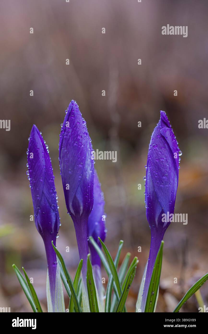 Fleurs printanières, crocus avec des gouttes de rosée, gros plan Banque D'Images