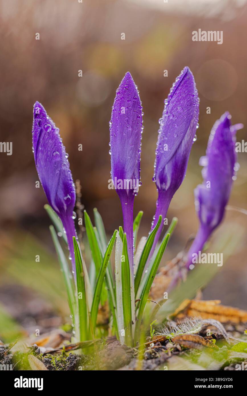 Fleurs printanières, crocus avec des gouttes de rosée, gros plan Banque D'Images