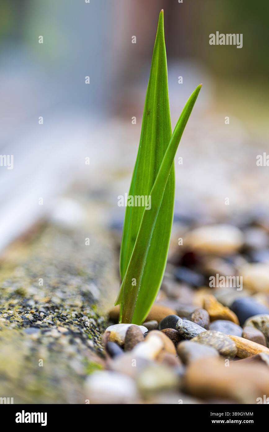 Tulipes miniatures qui poussent de terre de galets, adaptables Banque D'Images