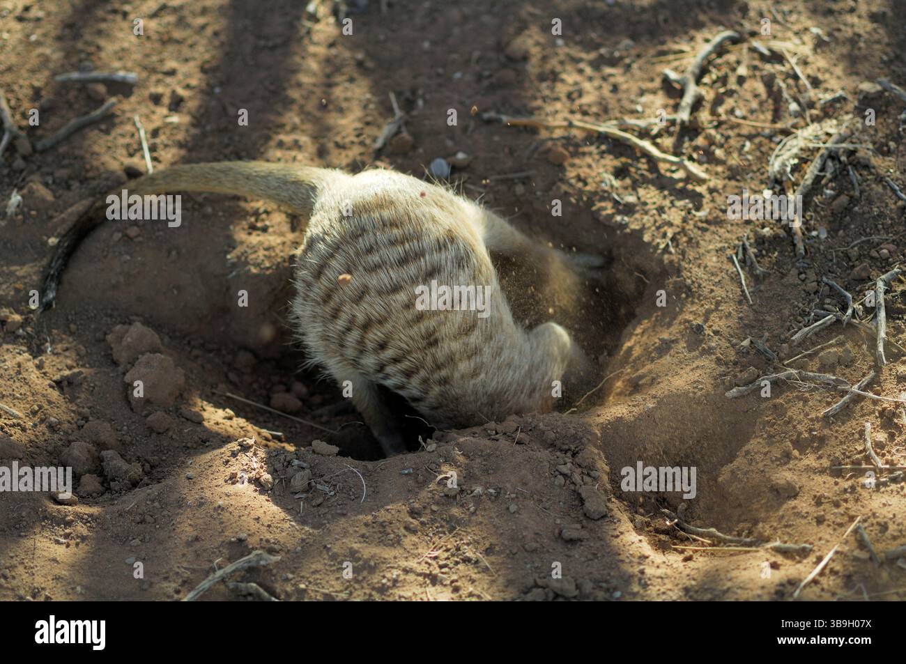 Les Suricates ou suricates à queue mince (Suricata suricatta) sont également connus sous le nom d'« animaux creusant » en raison de leurs fortes griffes frontales - quatre longues par patte. Banque D'Images