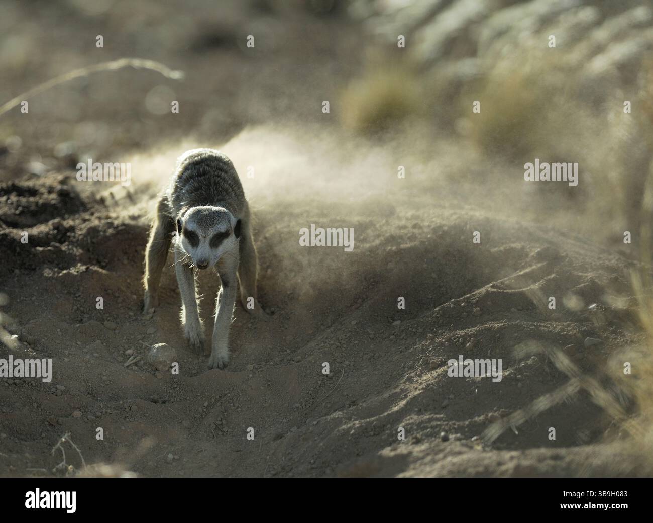 Les Suricates ou suricates à queue mince (Suricata suricatta) sont également connus sous le nom d'« animaux creusant » en raison de leurs fortes griffes frontales - quatre longues par patte. Banque D'Images