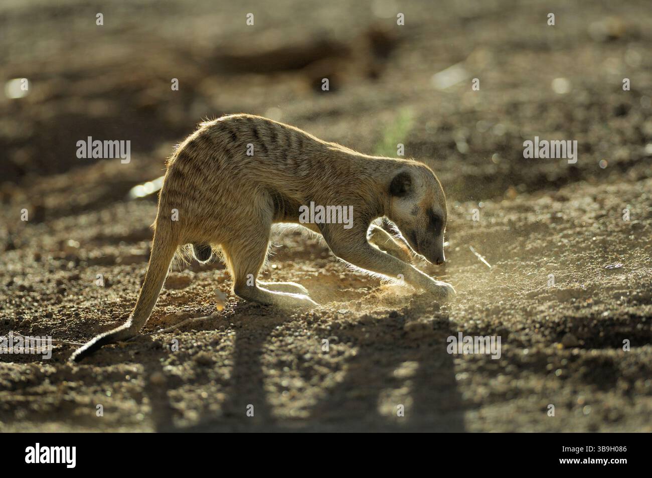 Les Suricates ou suricates à queue mince (Suricata suricatta) sont également connus sous le nom d'« animaux creusant » en raison de leurs fortes griffes frontales - quatre longues par patte. Banque D'Images