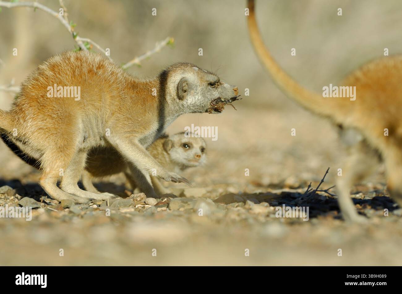 Vers l'âge de deux mois, de jeunes suricates ou suricates à queue mince (Suricata suricatta) sont déjà actifs en dehors du terrier mais ne le peuvent toujours pas Banque D'Images