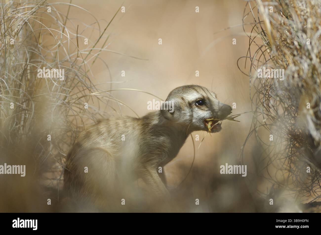 Vers l'âge de deux mois, un jeune suricata suricatta (Suricata suricatta) est déjà actif à l'extérieur du terrier mais en dépend toujours Banque D'Images