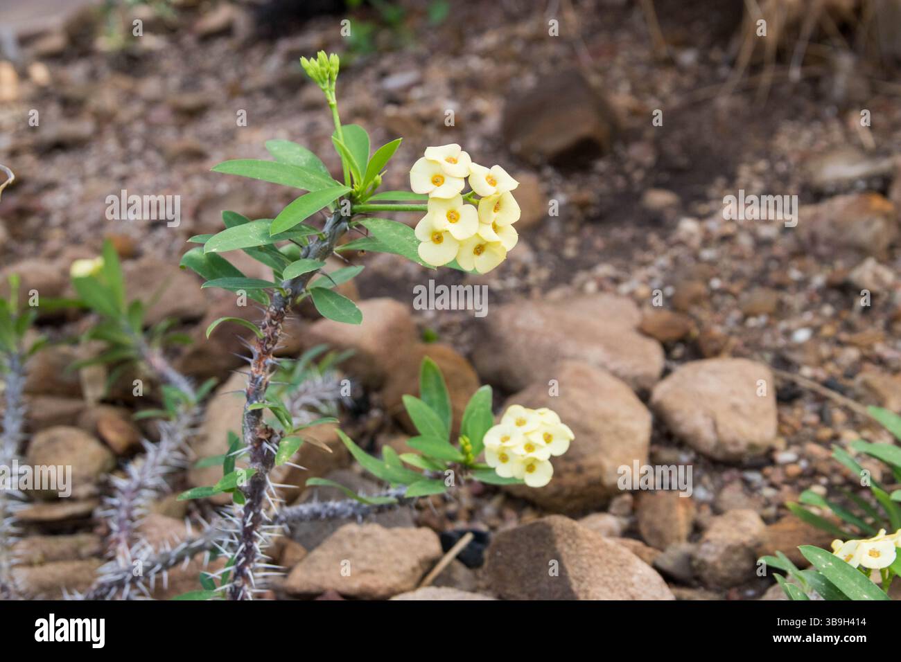 Euphorbia milii var. Splendens jaune, la couronne d'épines, la plante du Christ ou l'épine du Christ Banque D'Images