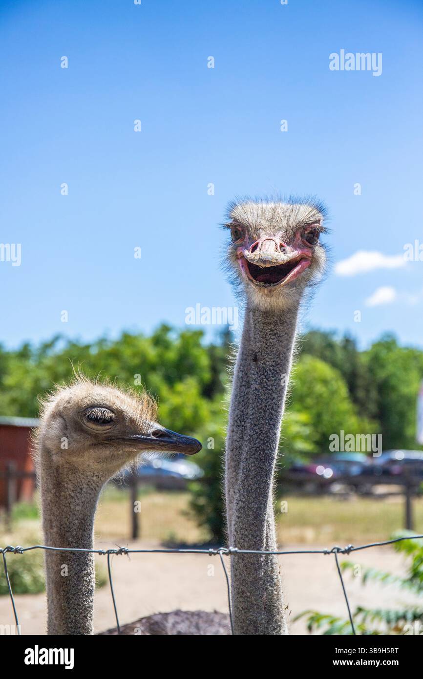Portrait d'une autruche, Struthio camelus, dans le zoo. Grands yeux, regard drôle, animal dans le zoo de Siofok, lac Balaton Banque D'Images Portrait d'une autruche, Struthio camelus, dans le zoo. Grands yeux, regard drôle, animal dans le zoo de Siofok, lac Balaton Banque D'Images