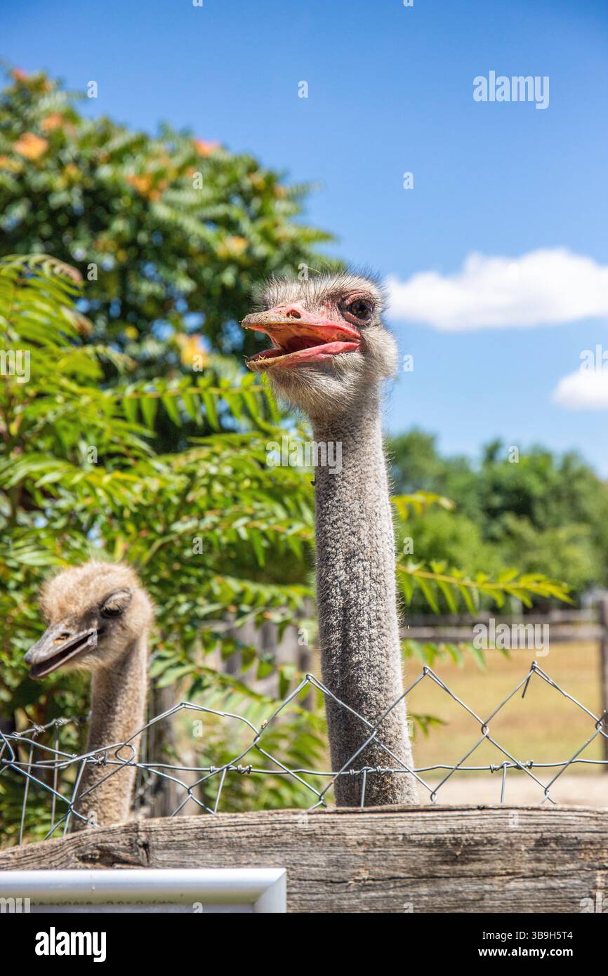 Portrait d'une autruche, Struthio camelus, dans le zoo. Grands yeux, regard drôle, animal dans le zoo de Siofok, lac Balaton Banque D'Images Portrait d'une autruche, Struthio camelus, dans le zoo. Grands yeux, regard drôle, animal dans le zoo de Siofok, lac Balaton Banque D'Images