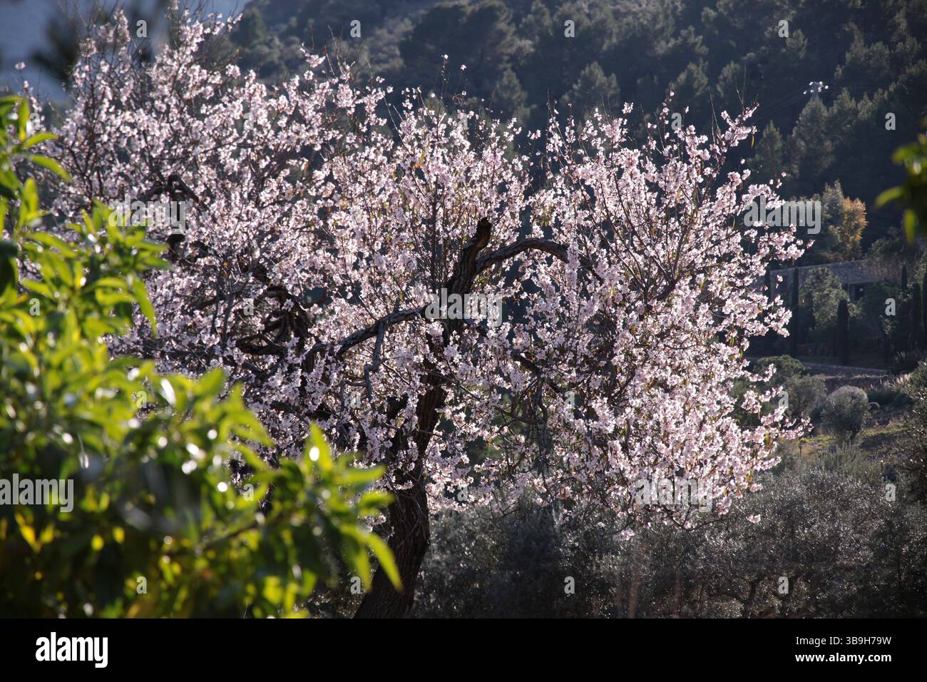 Amandiers en fleurs près de Deia, Serra de Tramuntana, Majorque, Îles Baléares, Espagne Banque D'Images