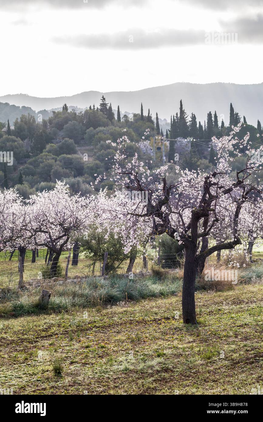 Fleurs d'amandiers dans la lumière du matin près du village d'es Capdella, Majorque, Îles Baléares, Espagne Banque D'Images