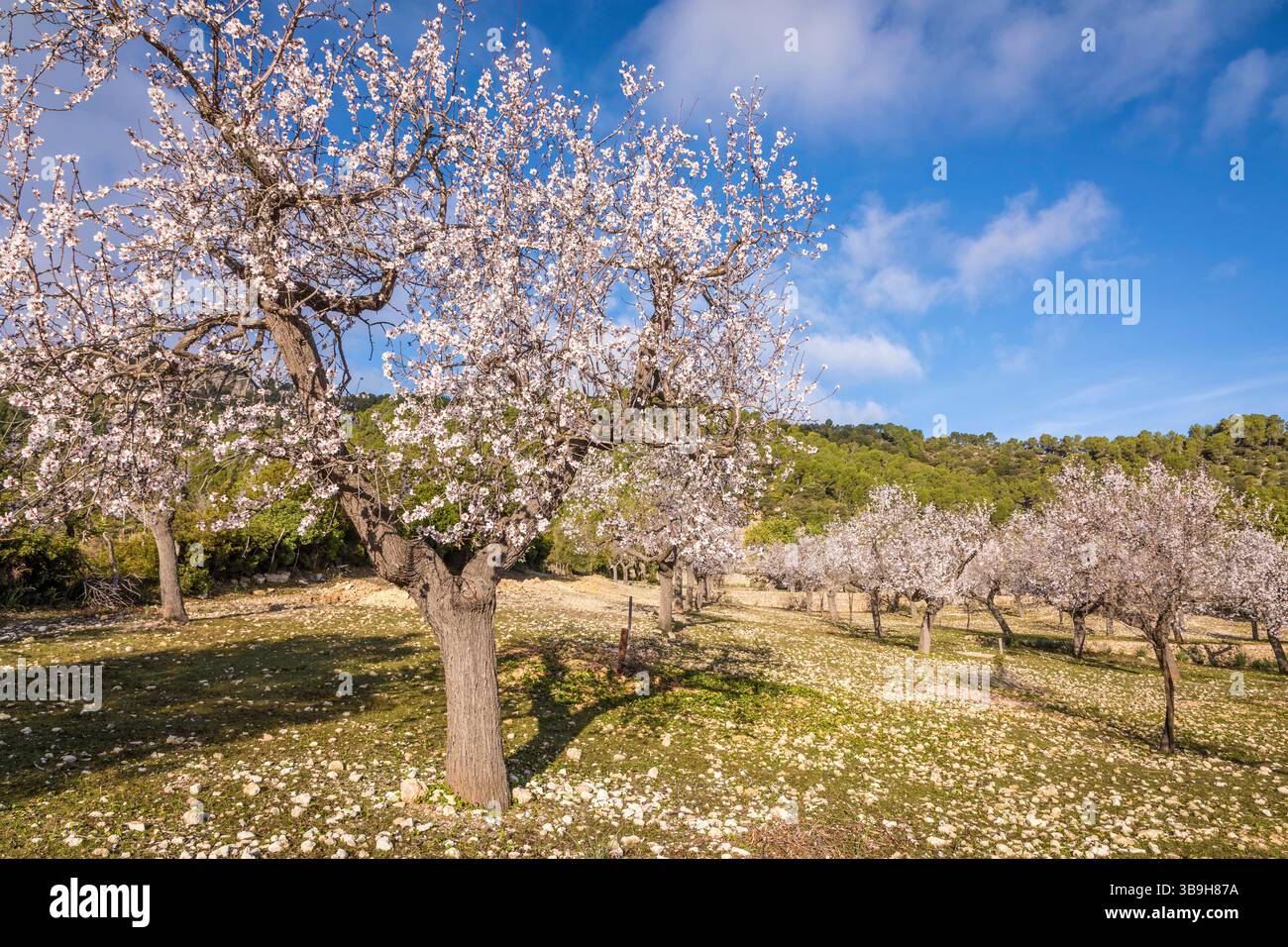 Amandiers en fleurs près du village d'es Capdella, Majorque, Îles Baléares, Espagne Banque D'Images