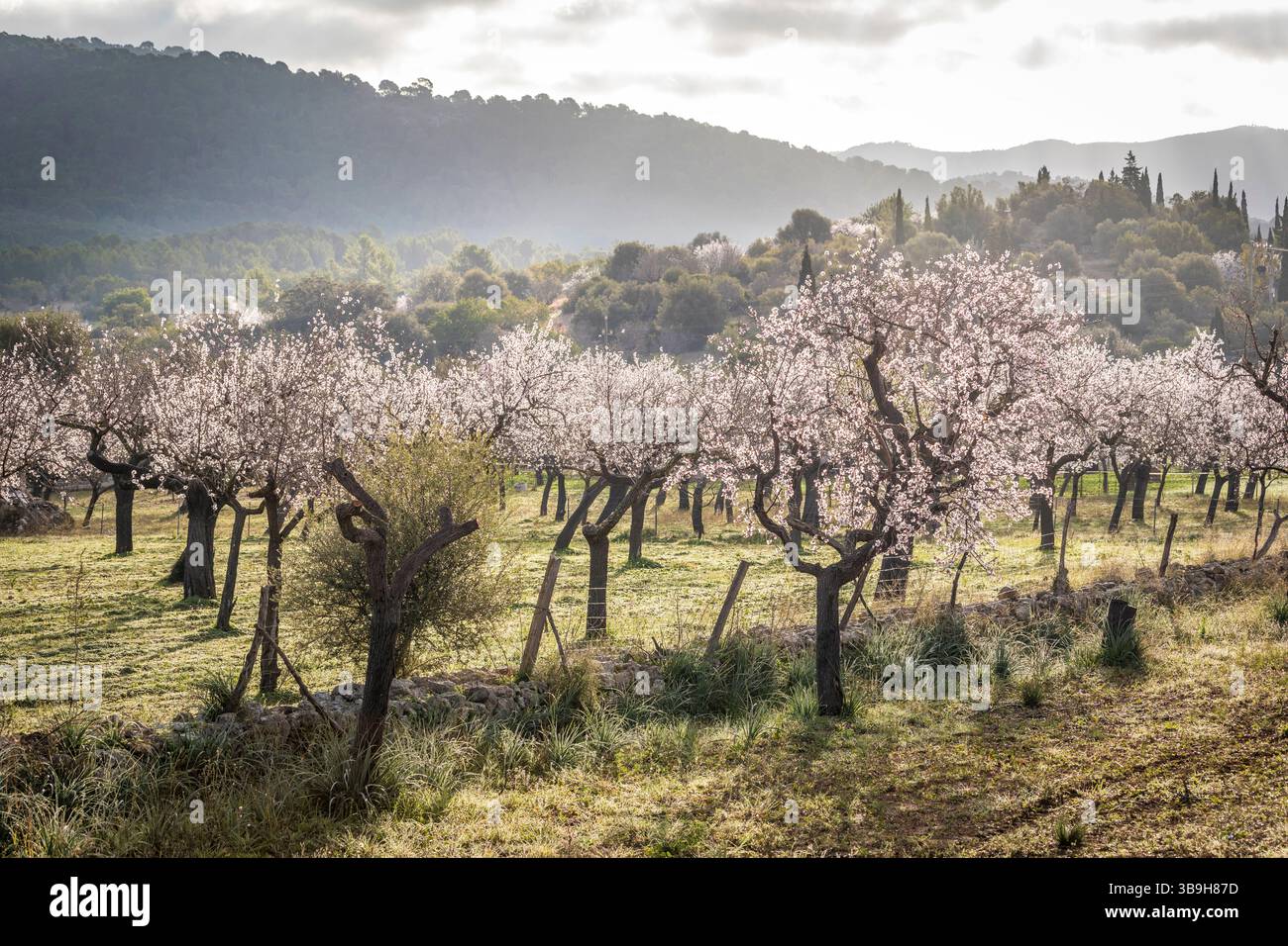 Fleurs d'amandiers dans la lumière du matin près du village d'es Capdella, Majorque, Îles Baléares, Espagne Banque D'Images