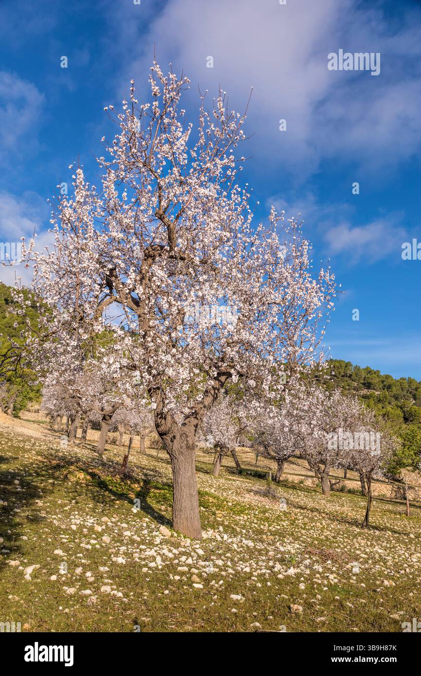 Amandiers en fleurs près du village d'es Capdella, Majorque, Îles Baléares, Espagne Banque D'Images