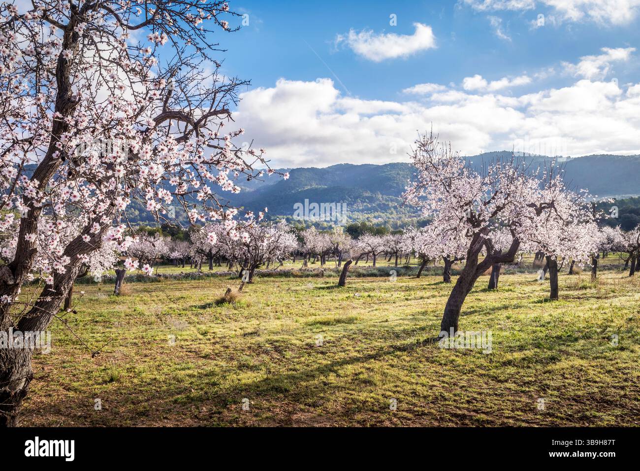 Fleurs d'amandiers dans la lumière du matin près du village d'es Capdella, Majorque, Îles Baléares, Espagne Banque D'Images