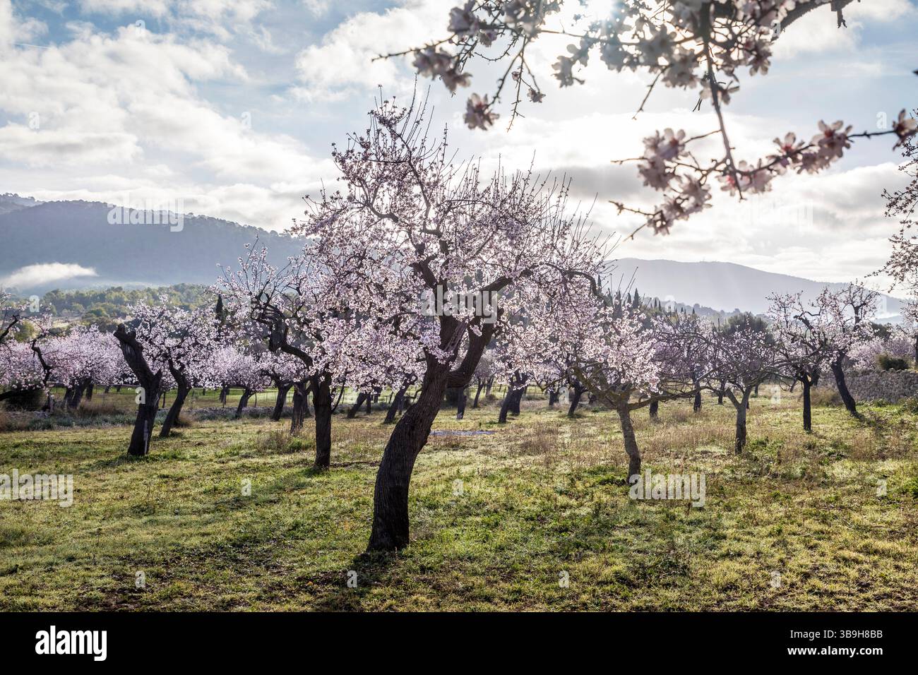 Fleurs d'amandiers dans la lumière du matin près du village d'es Capdella, Majorque, Îles Baléares, Espagne Banque D'Images