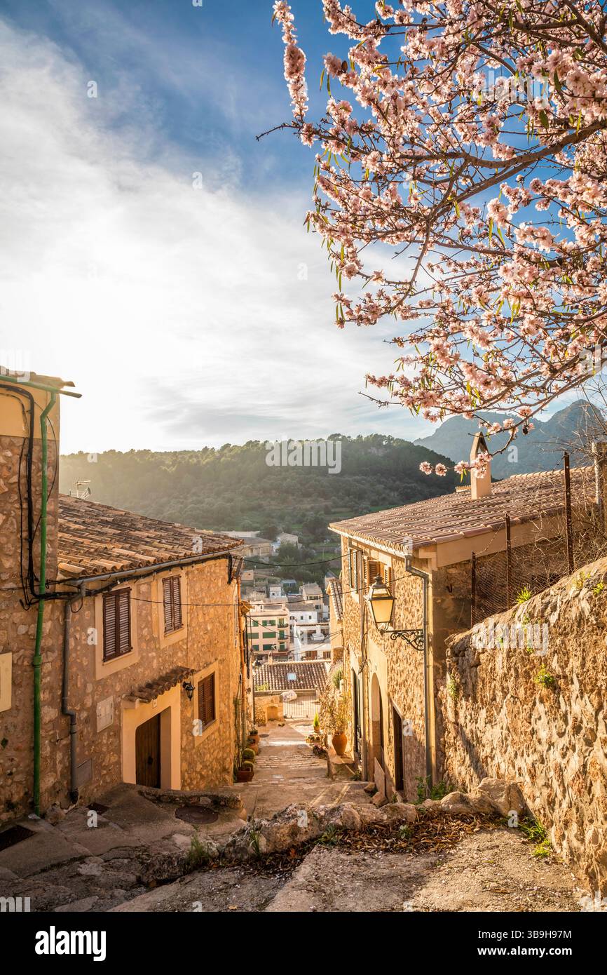 Ruelle dans la vieille ville de Bunyola avec amandiers en fleurs, Majorque, Îles Baléares, Espagne Banque D'Images
