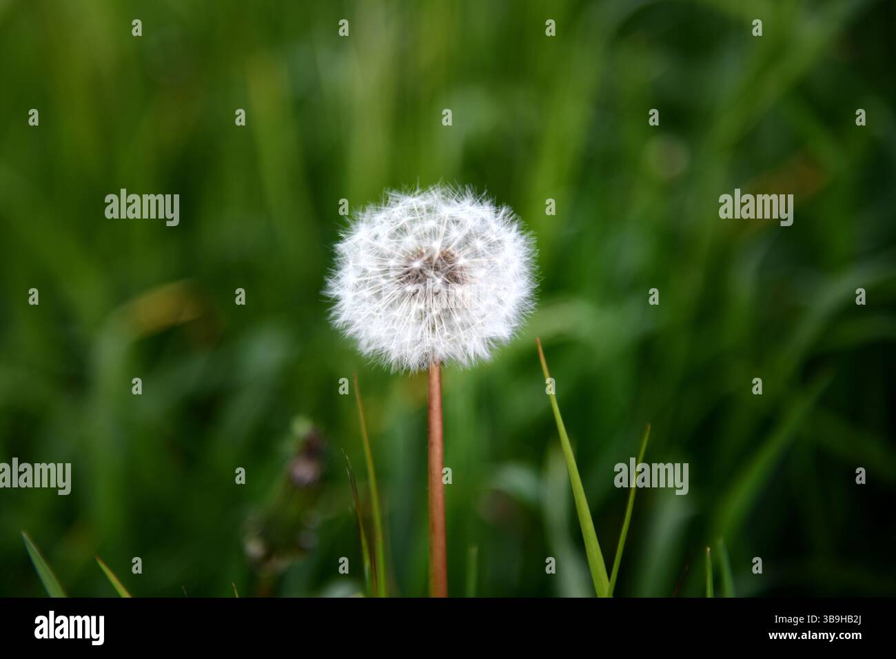 fleur de pissenlit blow ball taraxacum fleur macro détail gros plan bokeh Banque D'Images