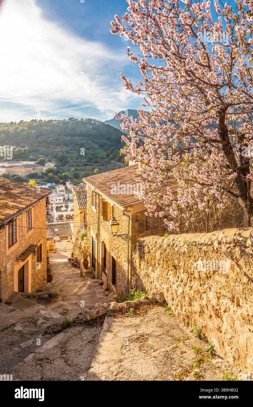 Ruelle dans la vieille ville de Bunyola avec amandiers en fleurs, Majorque, Îles Baléares, Espagne Banque D'Images