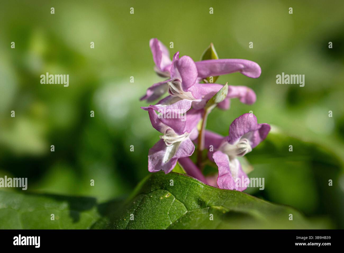 corydalis creux fleuri Banque D'Images