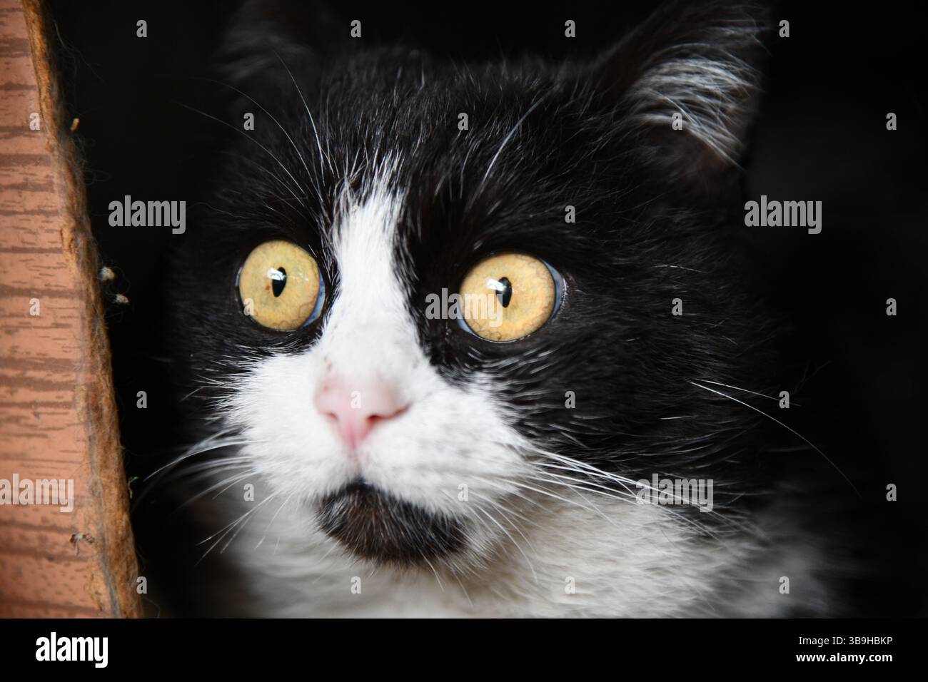 portrait d'un beau chat sur fond noir Banque D'Images