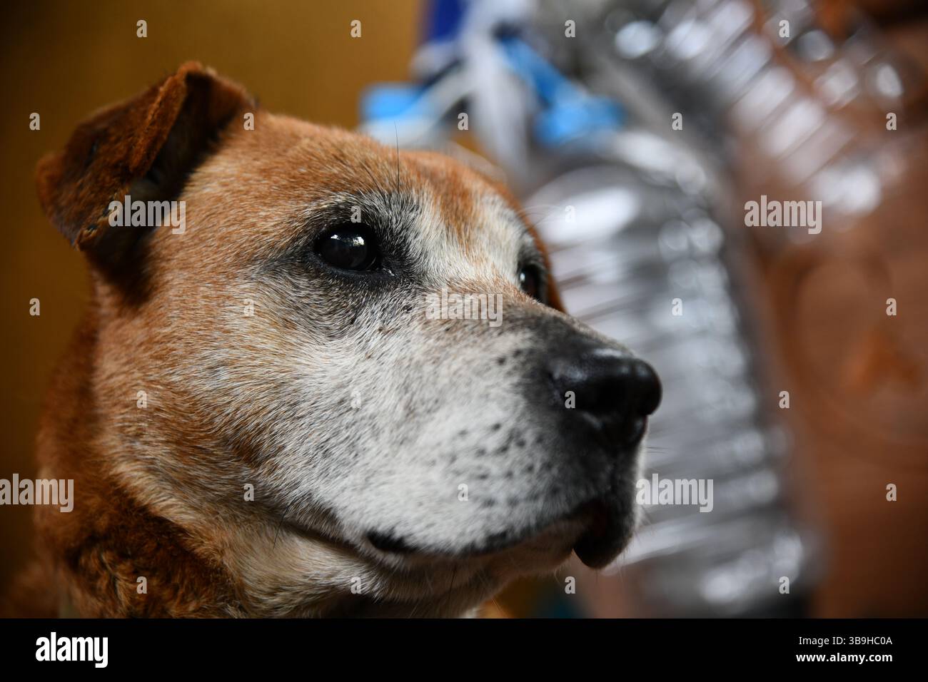 gros plan portrait chien rouge golden retriever labrador en automne sur fond de feuilles rouge-jaune Banque D'Images