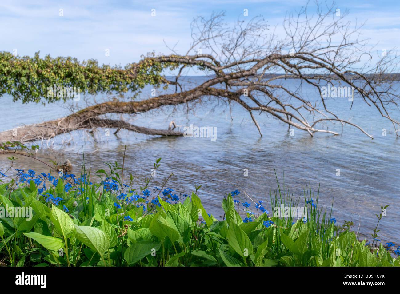 Feuilles et fleurs sur la rive d'un lac, derrière elle se trouve un tronc d'arbre tombé couvert de lierre dans l'eau, lac Starnberg, Bavière, Allemagne, Europe Banque D'Images