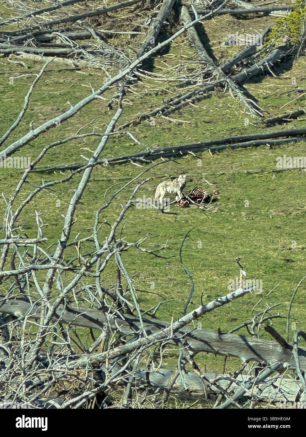 Le loup sauvage dans le parc national de Yellowstone a des côtes de carcasse d'animaux morts. Il mange dans le champ entouré d'herbe et de bûches d'arbres tombées au printemps. Banque D'Images