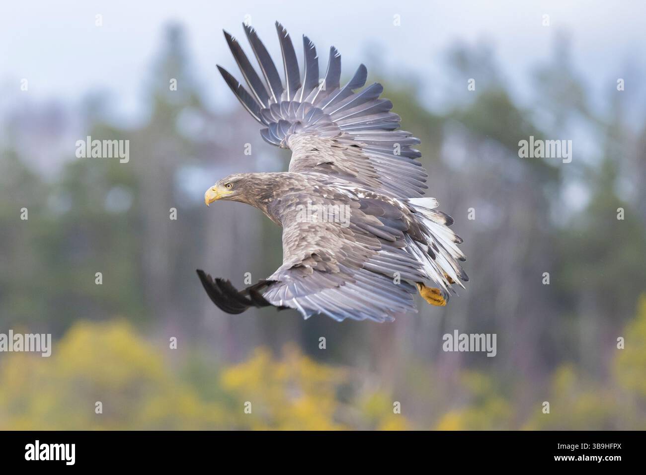 Aigle à queue blanche, Haliaeetus albicilla, jeune oiseau en vol, Smaland, Suède Banque D'Images