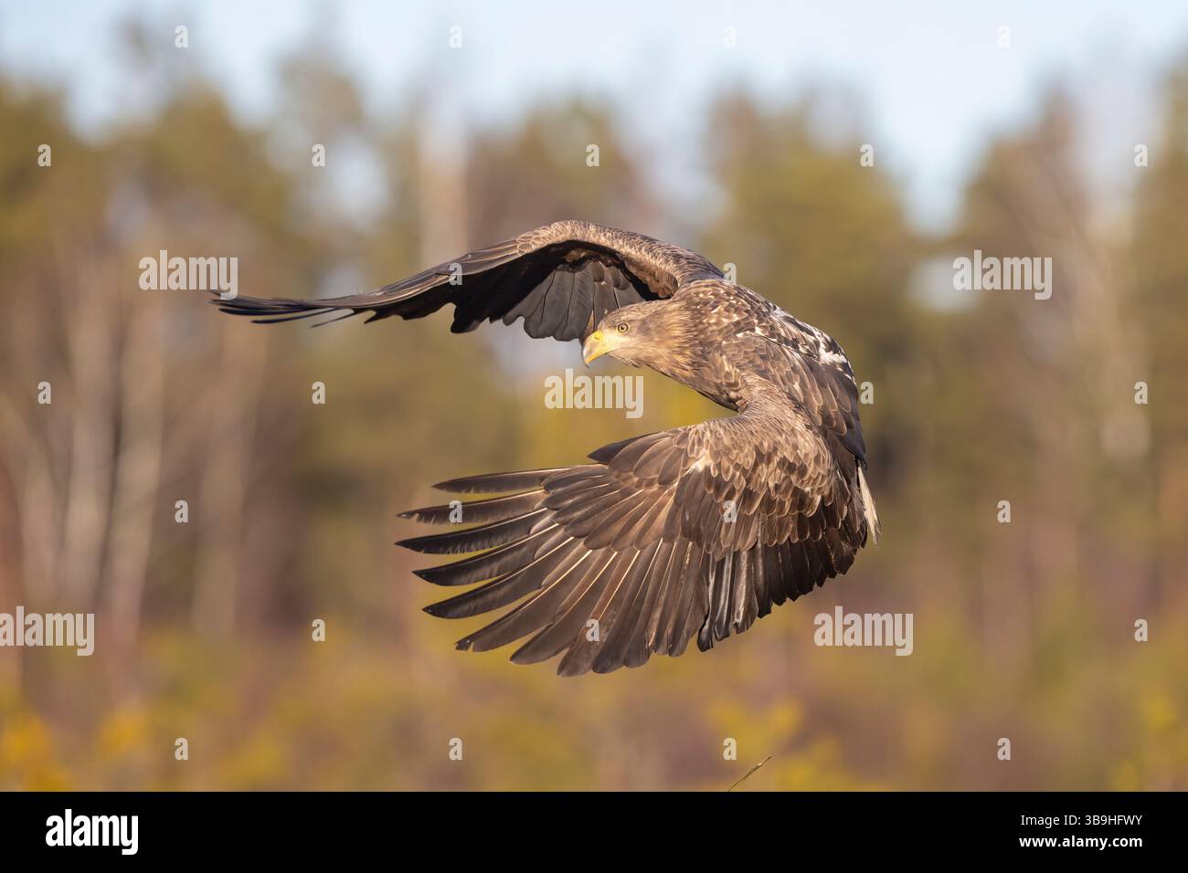 Aigle à queue blanche, Haliaeetus albicilla, jeune oiseau en vol, Smaland, Suède Banque D'Images