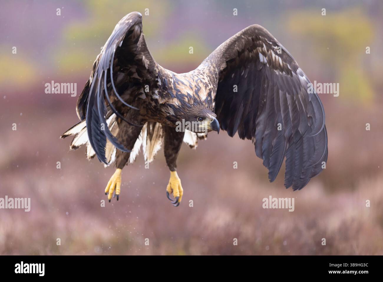 Aigle à queue blanche, Haliaeetus albicilla, jeune oiseau en vol, Smaland, Suède Banque D'Images