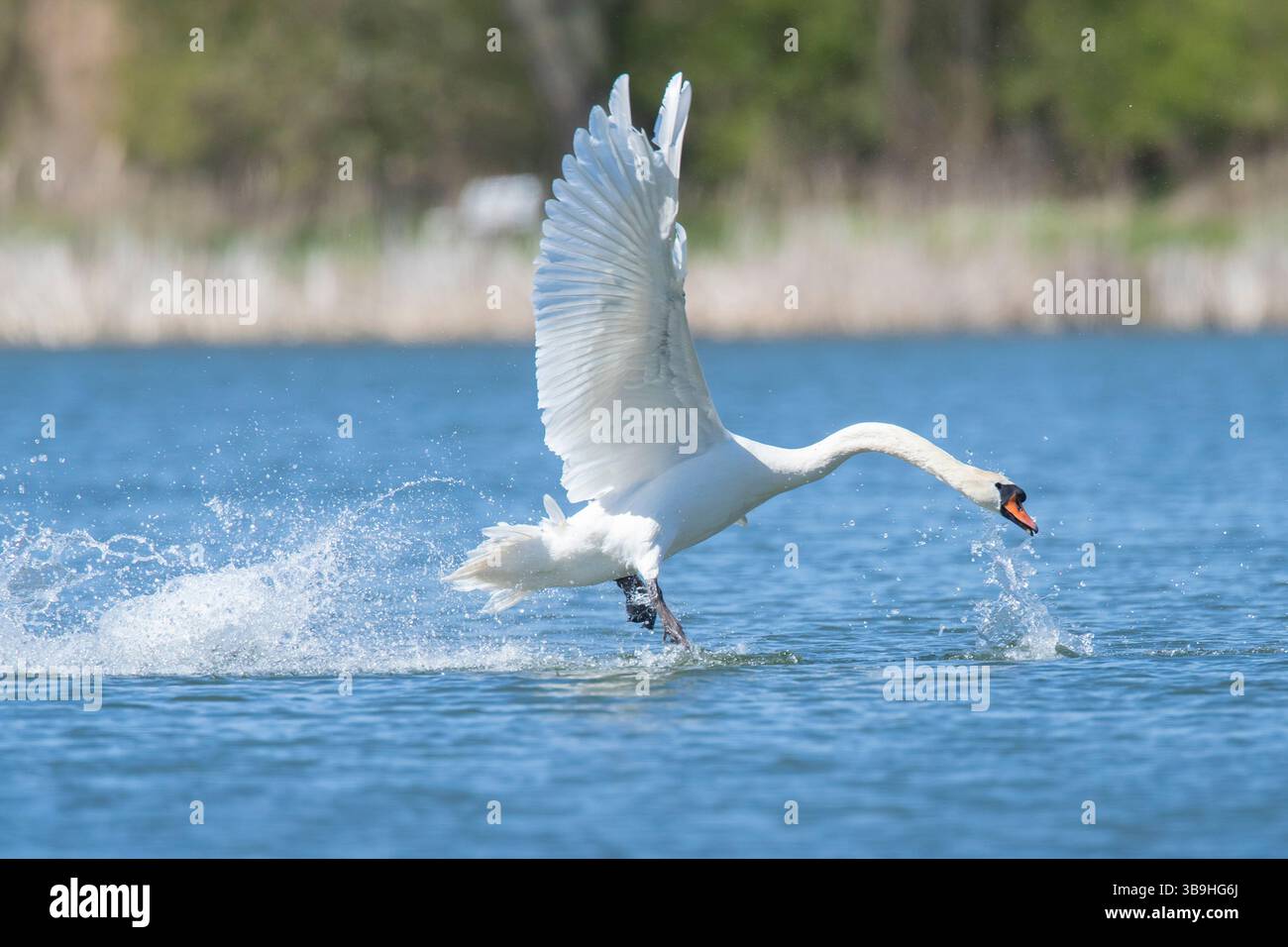 Cygne muet, Cygnus olor, mâle prenant son envol, Mecklembourg-Poméranie occidentale, Allemagne Banque D'Images