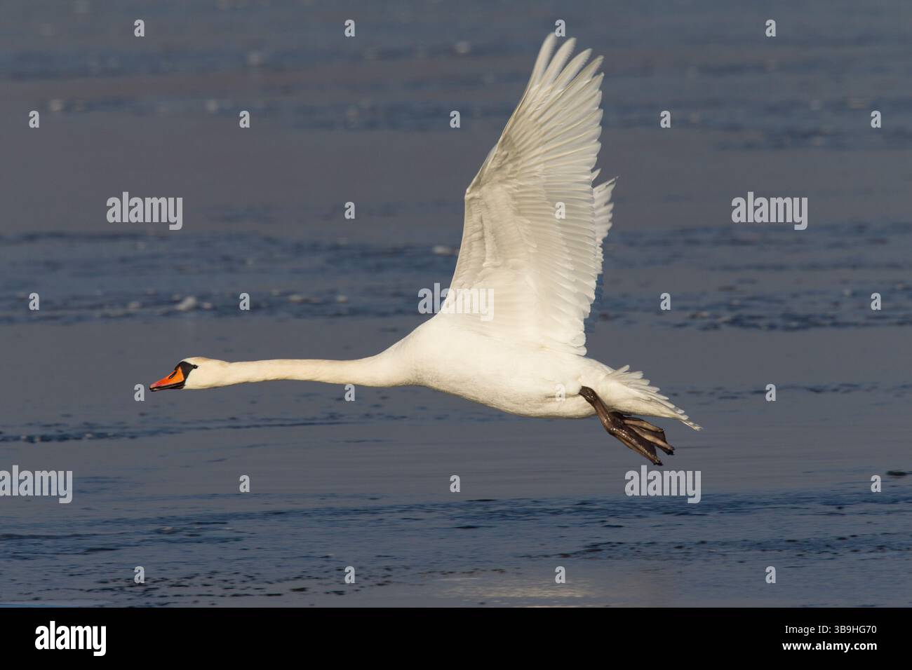 Cygne muet, Cygnus olor, mâle prenant son envol, Mecklembourg-Poméranie occidentale, Allemagne Banque D'Images