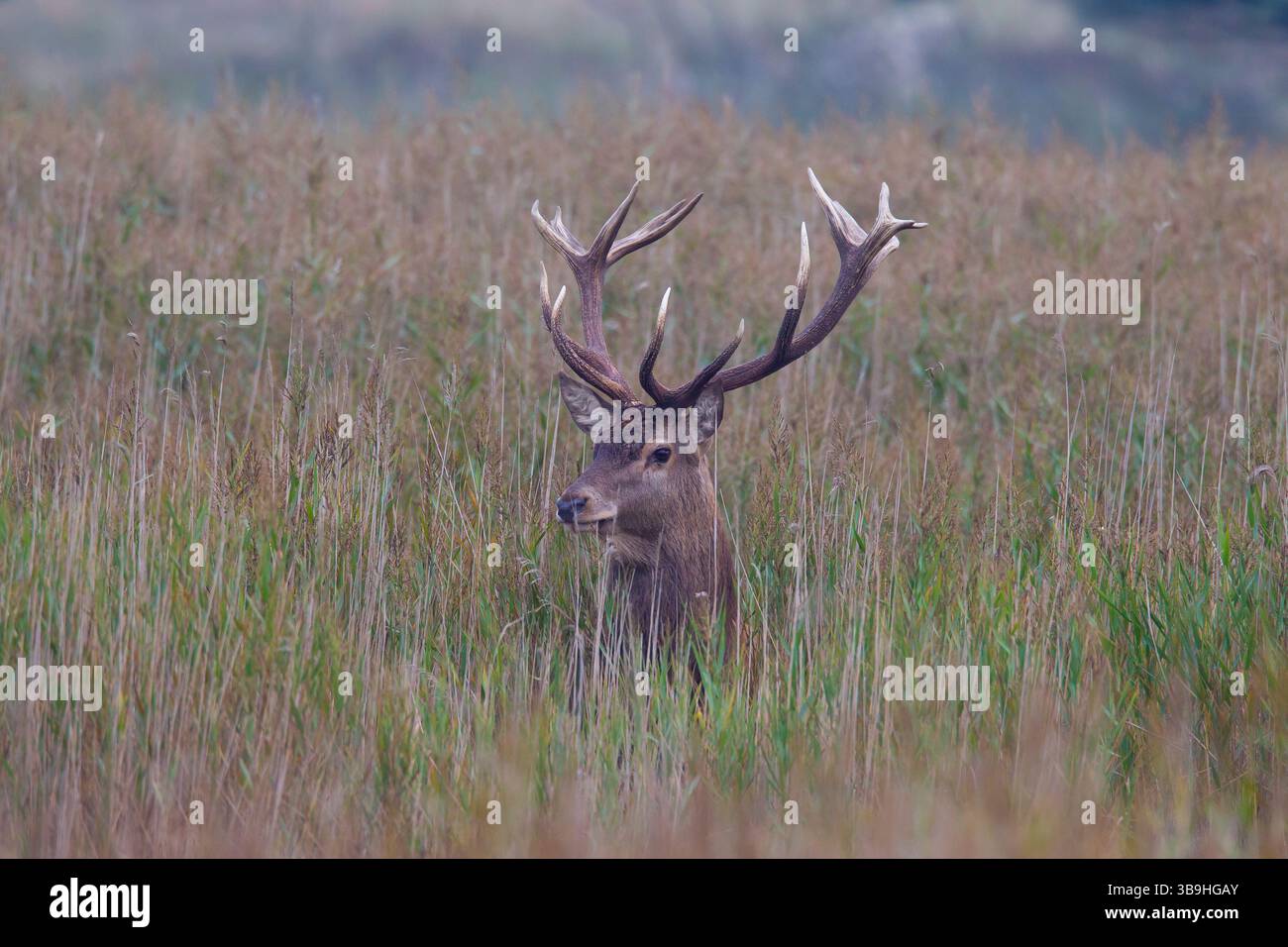 Cerf rouge, Cervus elaphus, cerf dans les roseaux, saison d'ornithologie, Mecklembourg-Poméranie occidentale, Allemagne Banque D'Images
