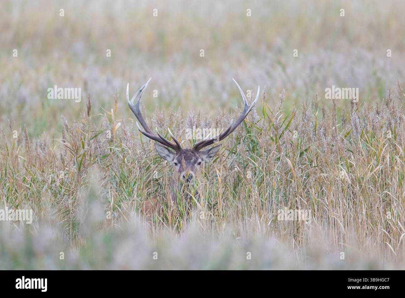 Cerf rouge, Cervus elaphus, cerf dans les roseaux, saison d'ornithologie, Mecklembourg-Poméranie occidentale, Allemagne Banque D'Images