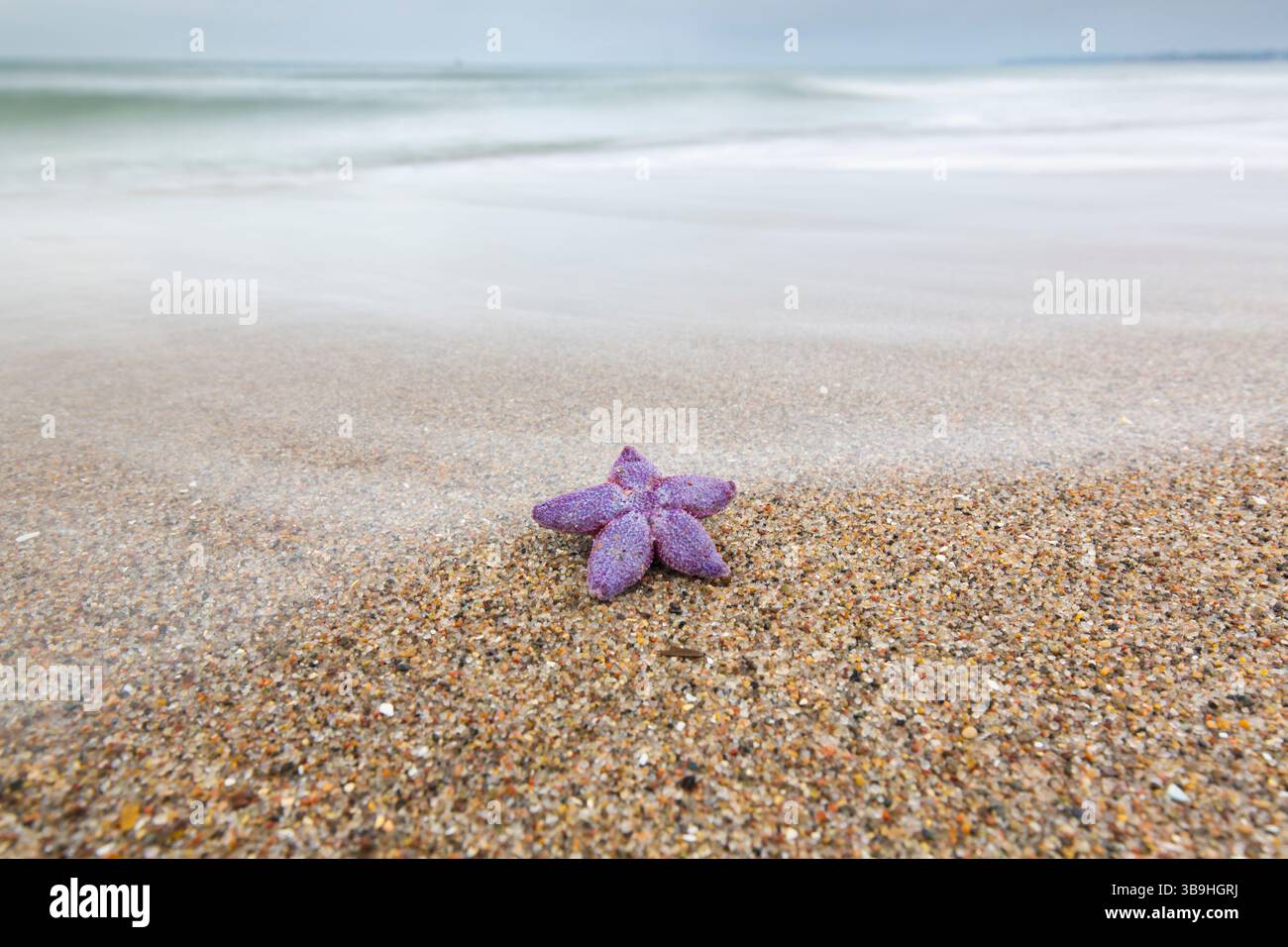 Étoile de mer commune, Asterias rubens, étoile de mer morte sur la plage, Schleswig-Holstein, Allemagne Banque D'Images