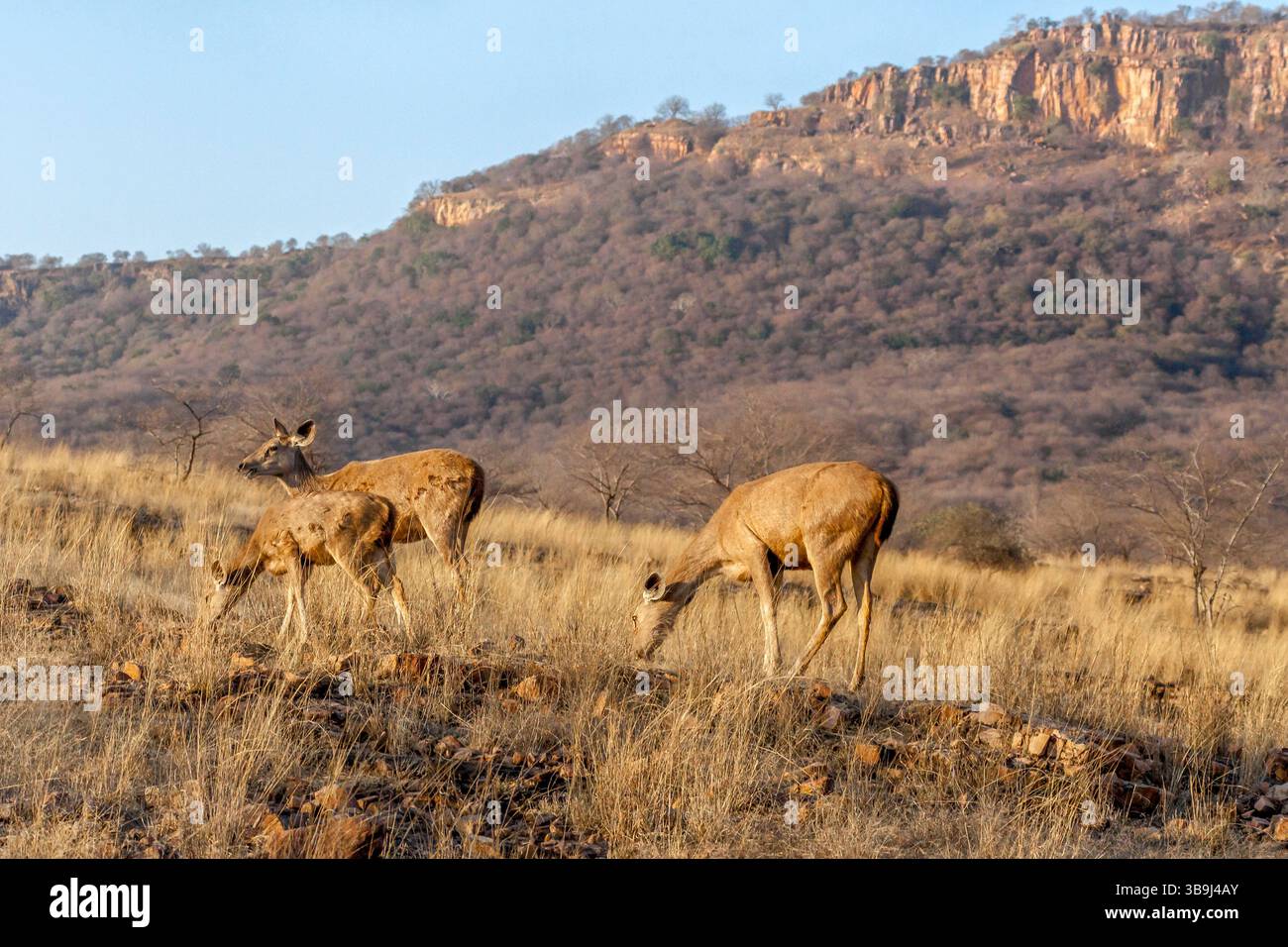 Pâturage de cerfs sambar au parc national de Ranthambore, Rajasthan, Inde Banque D'Images