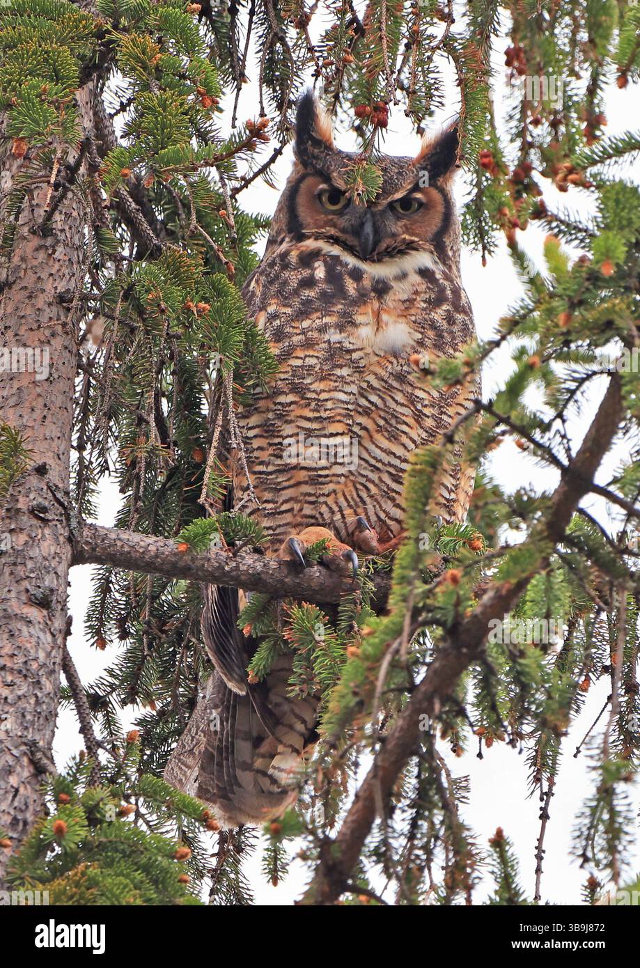 Chouette à grandes cornes perchée sur une branche de sapin dans la forêt, Québec, Canada Banque D'Images