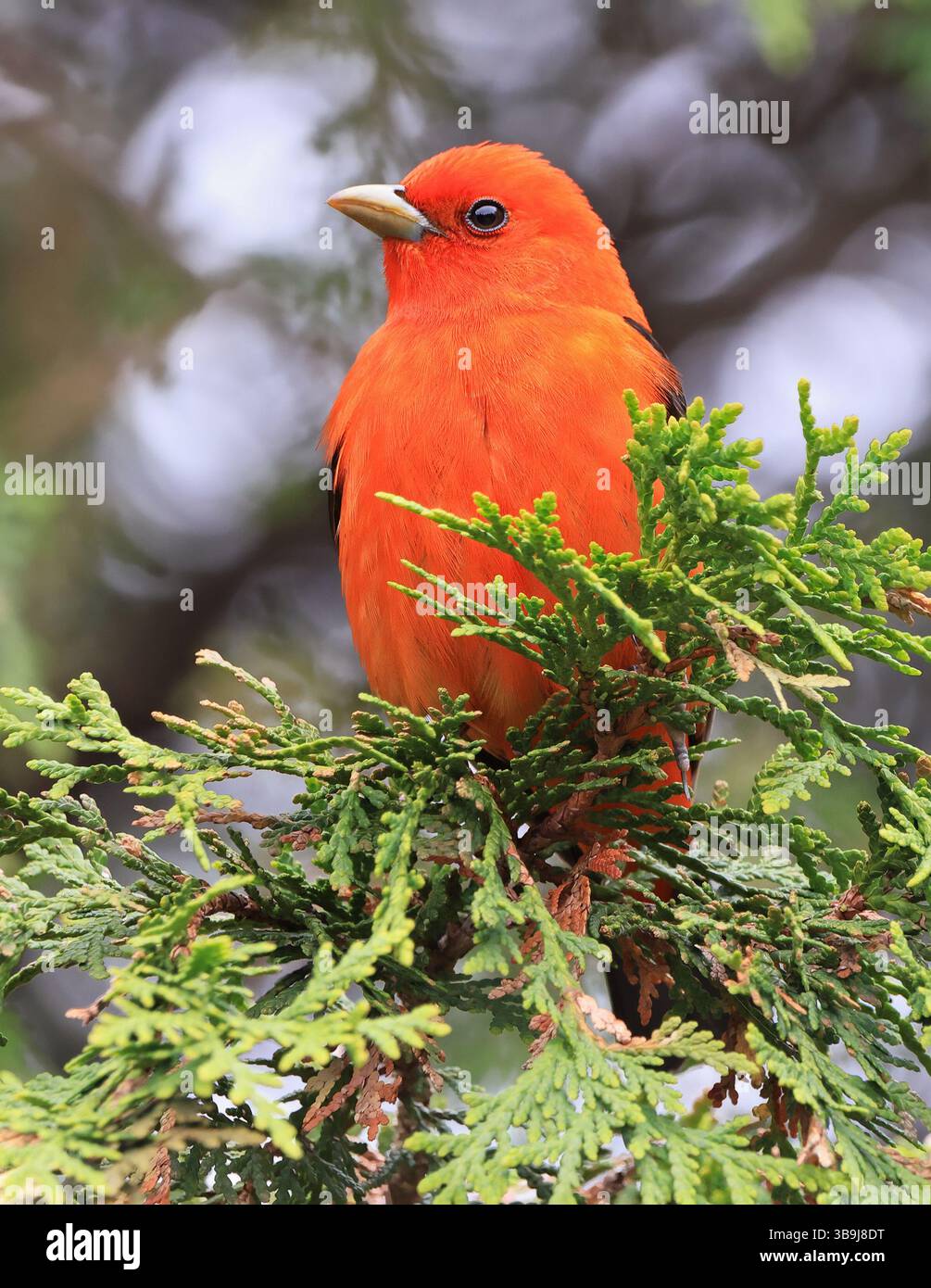 Tanager écarlate perché sur un arbre ramifié, Canada Banque D'Images