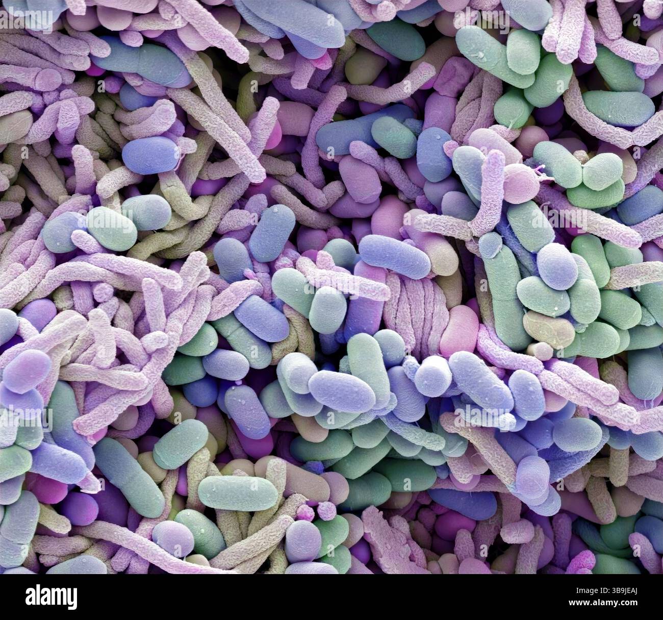 Bactéries du lave-vaisselle, micrographie électronique à balayage (MEB) des bactéries trouvées dans un lave-vaisselle domestique. Les détergents pour lave-vaisselle sont conçus pour le nettoyage, mais ils font peu pour désinfecter les lave-vaisselle. La débis alimentaire, l'écume de savon et la graisse peuvent s'accrocher ensemble, s'accumuler et fournir le terreau idéal pour divers micro-organismes. Une maintenance régulière et l'utilisation du cycle de température le plus élevé sont nécessaires pour tuer les bactéries et prévenir l'accumulation de ces zones potentielles de contamination. Grossissement : x8000 lorsqu'il est imprimé à 10 centimètres de large. Banque D'Images