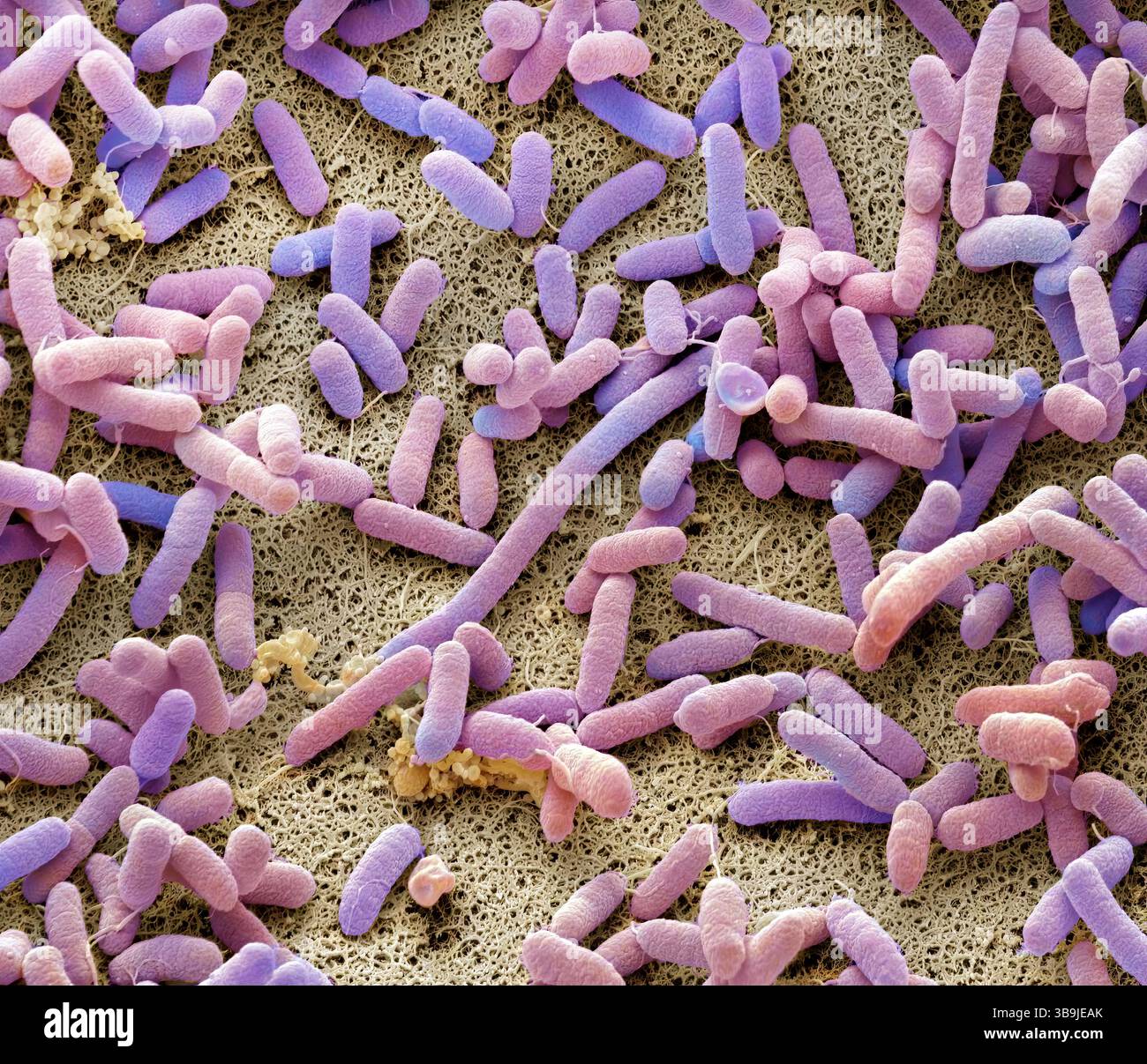 Bactéries de compost, SEM Banque D'Images